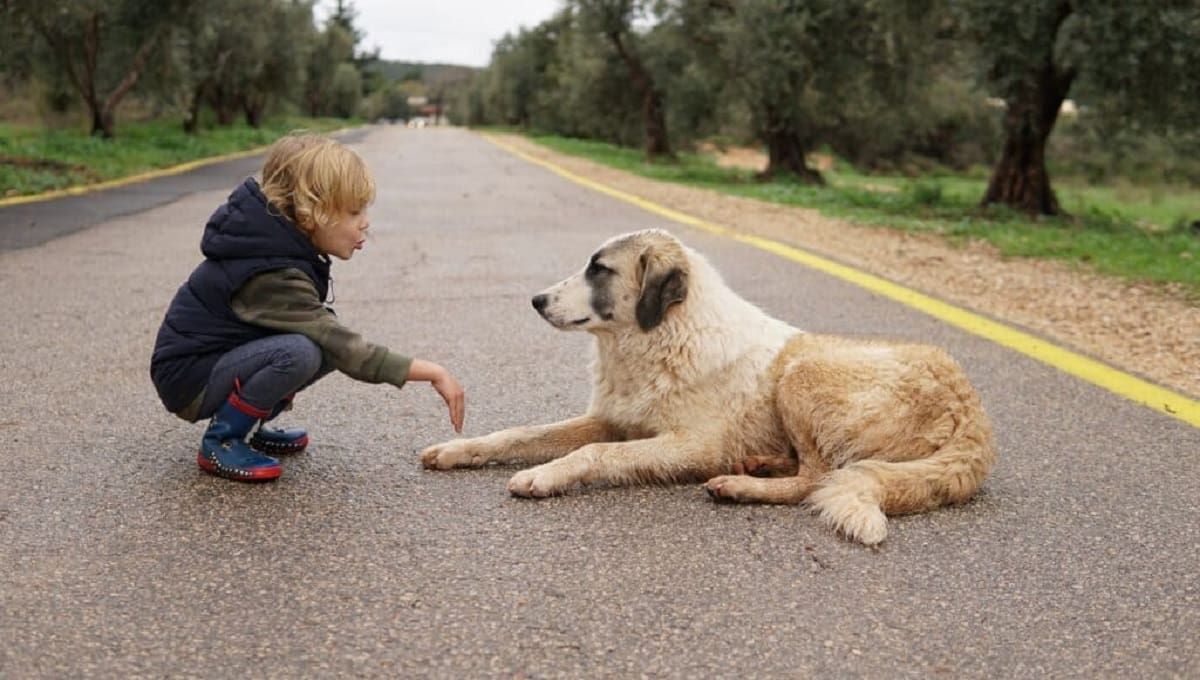 人間と犬が向かい合っている