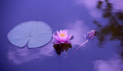 一輪の花でも高価で尊い