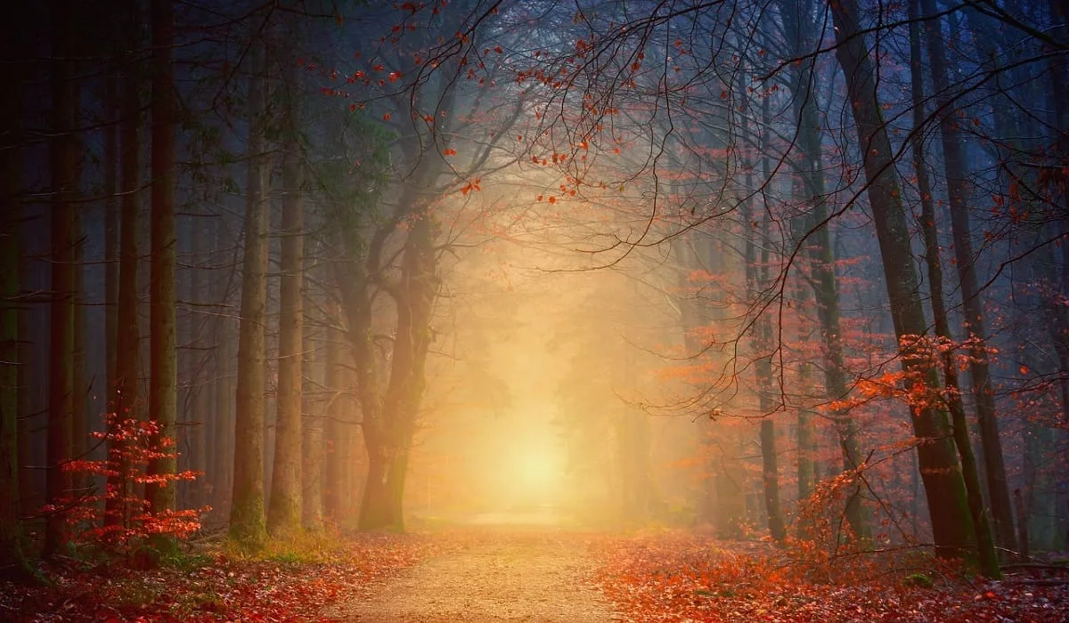 紅葉の森林で人生に必要な物を探す